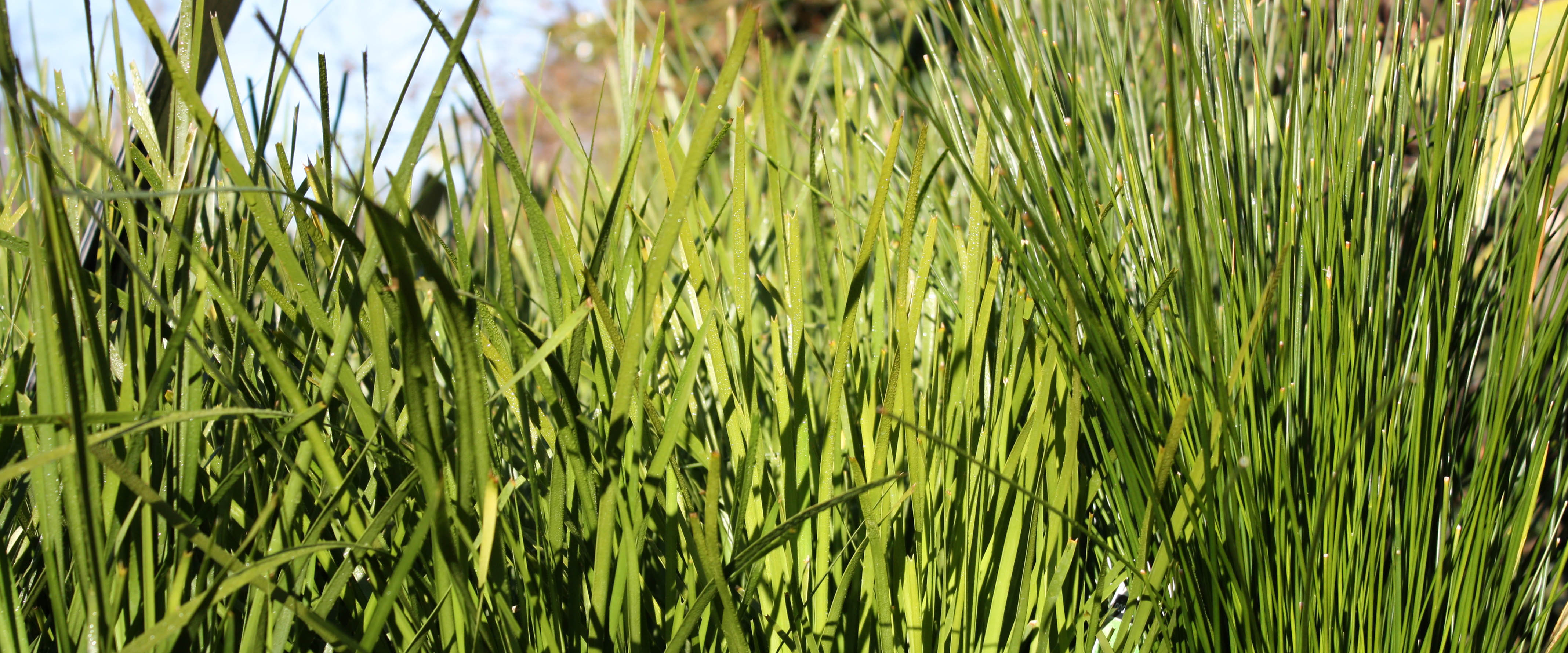 Grasses - Wombat Gully Plant Farm